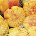 Pineapple Tomato Seeds - Organic Heirloom Non-GMO - Solanum lycopersicum - Vibrant Yellow & Orange Striped Fruit