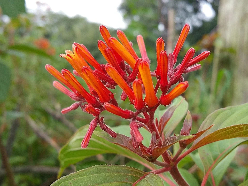 Scarlet Firebush Plant Shrub - Florida Native Orange Red Blooms - Attracts Hummingbirds - Hamelia patens, Live Potted Plant