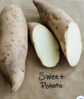 Sweet Potato Plants - 5 Rooted Cuttings in Pots - Ipomoea batatas Vining Slips for Garden or Container Planting
