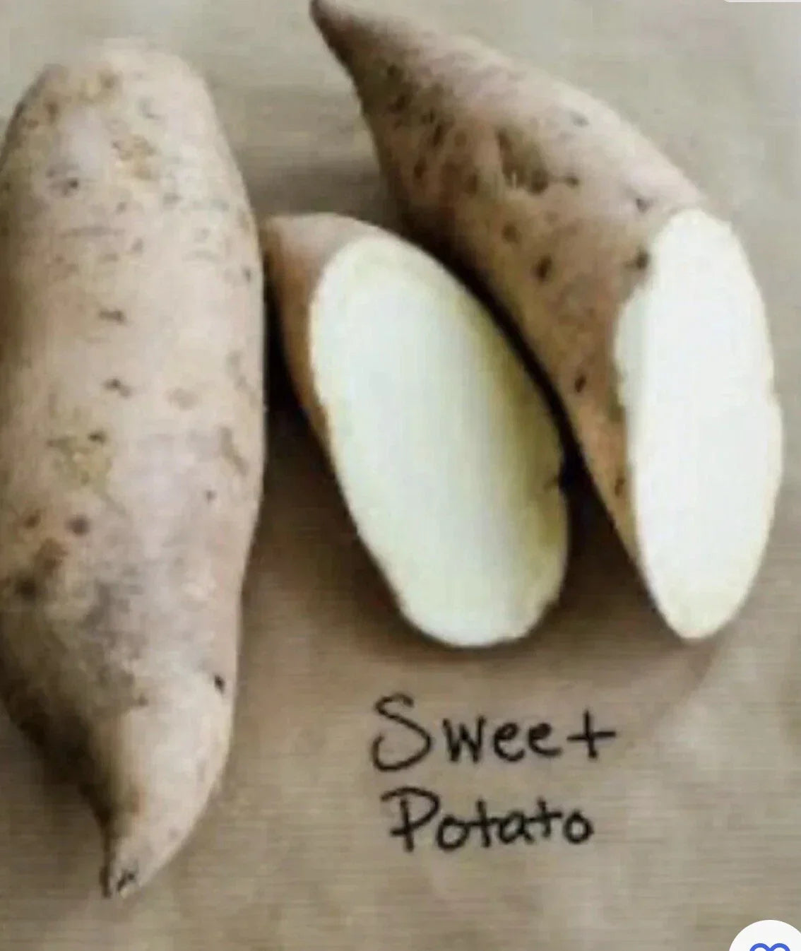Sweet Potato Plants - 5 Rooted Cuttings in Pots - Ipomoea batatas Vining Slips for Garden or Container Planting