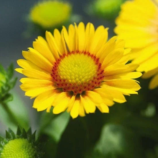 Gaillardia Seeds 75 Pack Arizona Apricot Blanket Flower Gaillardia x grandiflora Perennial