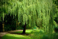 Weeping Willow Cuttings Set of 12 Unrooted - Salix babylonica, Deciduous Tree, Garden Propagation, Water Feature Plant