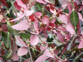 Purple Wintercreeper Ground Cover Plants - 50 Bare Root Euonymus fortunei 'Coloratus' - Hardy Low Maintenance Garden Plants