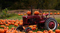 Connecticut Field Pumpkin Seeds - Traditional Cucurbita pepo for Halloween & Pie, Vining, Full Sun, Easy to Grow
