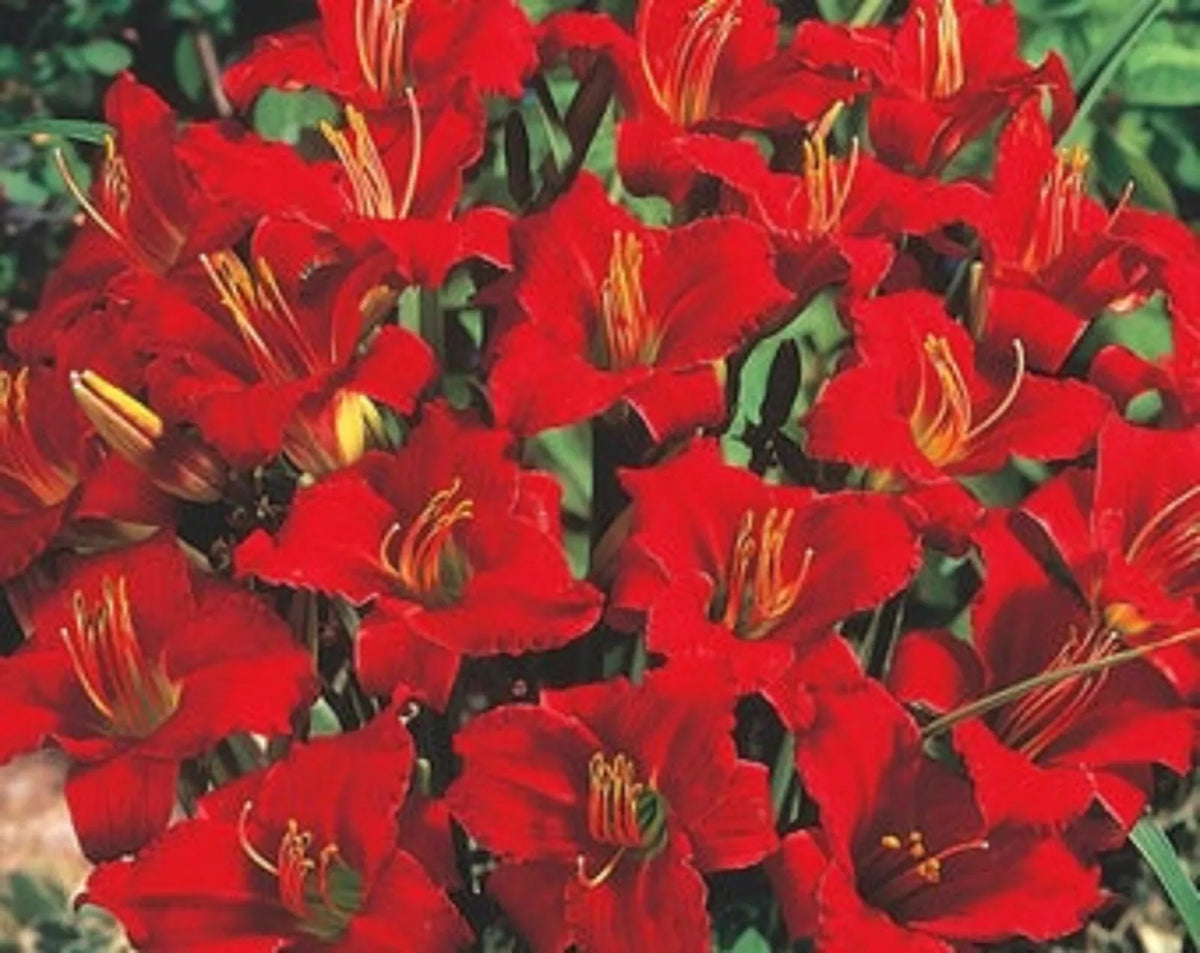 Mixed Daylily Bareroot Plants - 5 Count, Sprouting, Hemerocallis spp., Garden Flowers, Perennial Bulbs