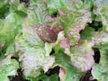 Prize Head Leaf Lettuce Seeds - 500 Bulk Lactuca sativa for Crisp, Sweet, Tender Salad Greens