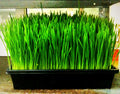Wheatgrass Seeds 240 Pack for Cats & Humans Organic Triticum aestivum Non-GMO Sprouts Indoor Outdoor