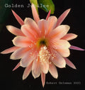 Epiphyllum 'Golden Jubilee' Rooted Cutting - Rare Orchid Cactus - Heirloom 1957 Plant for Indoor Garden