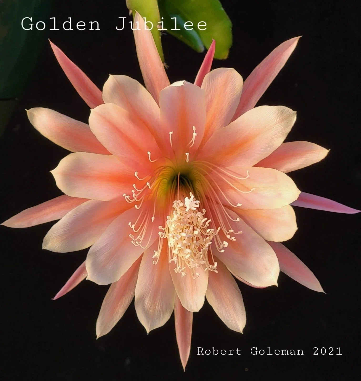 Epiphyllum 'Golden Jubilee' Rooted Cutting - Rare Orchid Cactus - Heirloom 1957 Plant for Indoor Garden