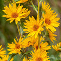 Maximilian's Sunflower Wildflower Seeds 1/4 lb Mylar Packet Helianthus maximiliani, pollinator attractant, native wildflower seeds