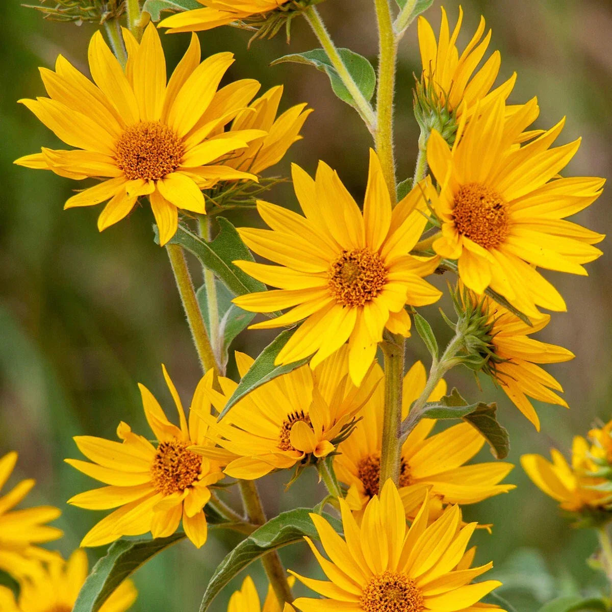 Maximilian's Sunflower Wildflower Seeds 1/4 lb Mylar Packet Helianthus maximiliani, pollinator attractant, native wildflower seeds