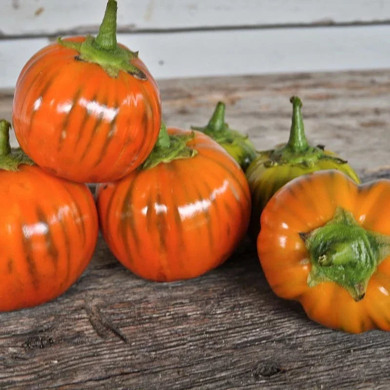 Turkish Orange Eggplant Seeds - Heirloom Organic Non-GMO Solanum melongena, 25+ Seeds for Garden, Container, Cooking