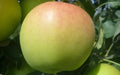 Ginger Gold Apple Seeds - Organic Malus domestica for Home Garden Planting, 25+ Non-GMO Heirloom Seeds