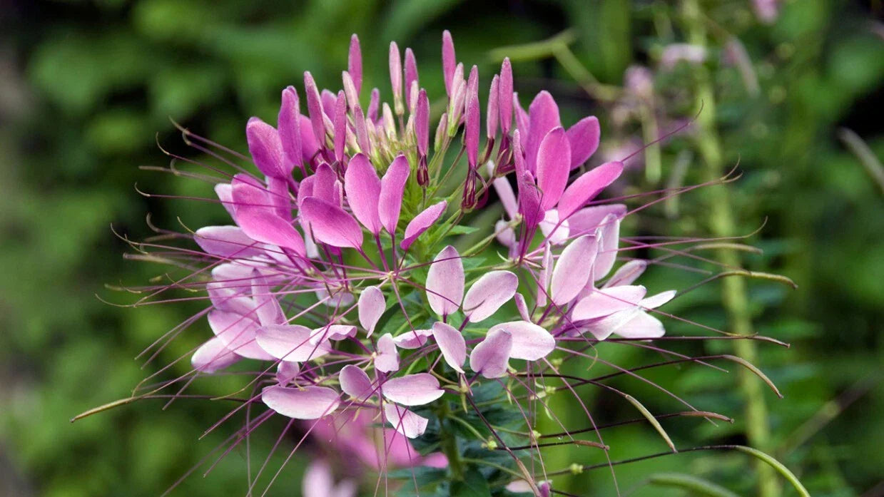 Spinosa Spider Seeds - Clome Spinosa Perennial for Pollinator Gardens, Attracts Butterflies & Bees, 100 Pack