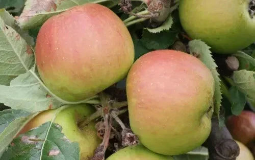 Claygate Pearmain Apple Seeds - 25+ Organic Malus domestica for Home Garden Planting