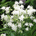 Columbine Seeds - 100 Non-GMO Aquilegia caerulea White Perennial for Pollinators, Spring Bloom, Easy to Grow
