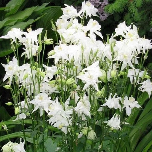 Columbine Seeds - 100 Non-GMO Aquilegia caerulea White Perennial for Pollinators, Spring Bloom, Easy to Grow