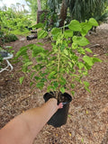 Dwarf Black Mulberry Live Plant 30" Morus Nigra Everbearing Organic Fruit Tree for Small Gardens