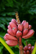 Musa Banana Tree Small Rooted Starter Plant - Bordelon Variety, Tropical Indoor Outdoor Plant