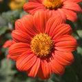 Mexican Sunflower Seeds - Tithonia rotundifolia, Orange, Butterfly Attracting, Daisy-Like Blooms, 100 Seeds