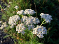 Yarrow Seeds - Achillea millefolium Herb Garden Starter Kit - Organic, Perennial, Medicinal, Attracts Pollinators