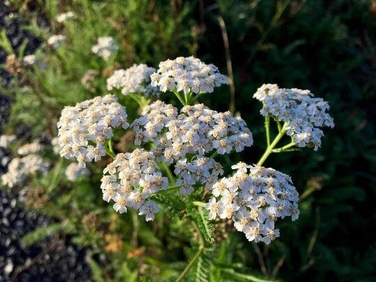 Yarrow Seeds - Achillea millefolium Herb Garden Starter Kit - Organic, Perennial, Medicinal, Attracts Pollinators