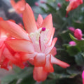 3 Cuttings Jungle Holiday Cactus Thor Olivia Schlumbergera Truncata Epiphytic Succulent Plant