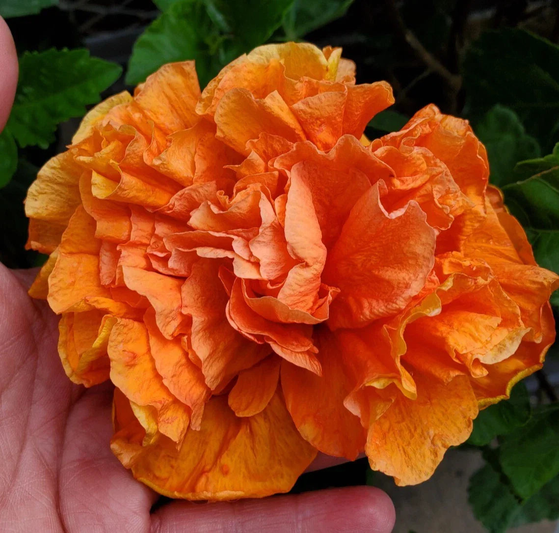 Hibiscus Live Plant Starter 5" - Jane Cowell Hibiscus rosa-sinensis Tropical Flower for Indoor & Outdoor Gardening