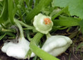 Early Scallop White Bush Patty Pan Summer Squash Seeds - Heirloom Cucurbita pepo, Compact Growth, 20 Seeds, Organic, Full Sun