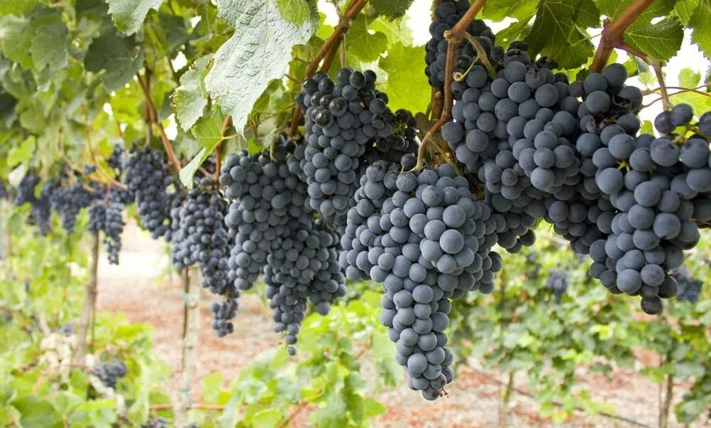 Wine Grape Vine Seeds 50 Count for Planting Vitis vinifera, Climbing Vine for Vineyard or Garden