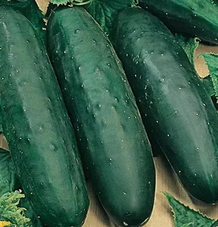 Organic Heirloom Marketmore 76 Cucumber Seeds – Non-GMO, Full Sun, Vining, Cucumis sativus