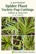 Spider Plant Cuttings - 5 Varieties - Fresh & Healthy Chlorophytum comosum Pups for Propagation