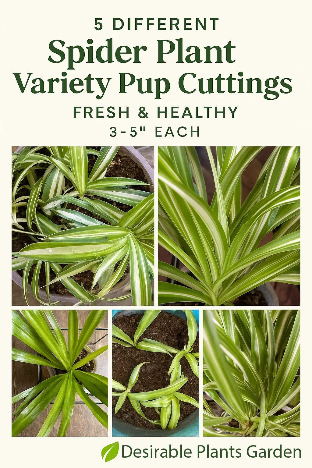 Spider Plant Cuttings - 5 Varieties - Fresh & Healthy Chlorophytum comosum Pups for Propagation