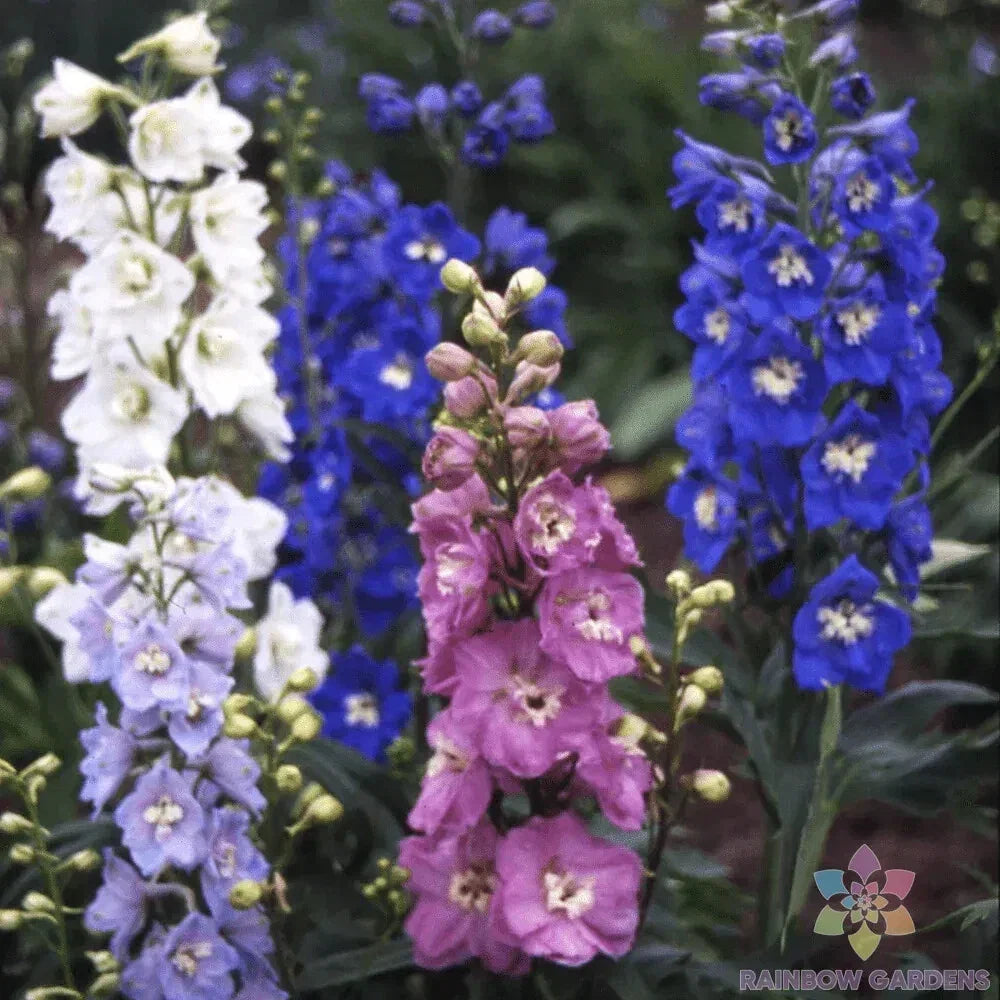 Magic Fountains Mix Delphinium Seeds - 200+ Perennial Flower Seeds for Garden, Attracts Pollinators, Full Sun, Well-Drained Soil