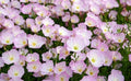 Showy Evening Primrose Seeds - Organic Perennial Flower Seeds - Oenothera macrocarpa - Yellow Blooms - USA Grown, Free Shipping
