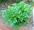 Organic Italian Flat Leaf Parsley Seeds - 300+ Non-GMO Culinary Herb for Garden Containers - Petroselinum crispum