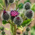 Common Burdock Seeds 40 Count Arctium Minus Edible Roots & Leaves Medicinal Herb for Gardens