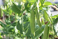 Sugar Pod Snow Peas Seeds, Climbing, Edible Vegetable, Pisum sativum var. macrocarpon, 50 Seeds for Planting