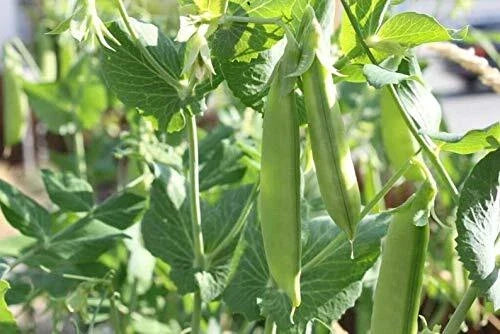 Sugar Pod Snow Peas Seeds, Climbing, Edible Vegetable, Pisum sativum var. macrocarpon, 50 Seeds for Planting