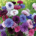 Cornflower Seeds TALL Mix Non-GMO Cut Flowers for Butterflies - Centaurea cyanus, 400 Seeds