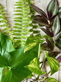 Assorted Plant Cuttings Set – 16 Rooted Varieties for Propagation & Indoor Gardening | Healthy, Ready-to-Plant
