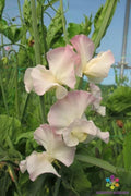 Kiera Madeline Sweet Pea Seeds - 50+ Pack, Climbing Vine, Fragrant Blooms, Lathyrus odoratus, Garden Planting, USA Grown