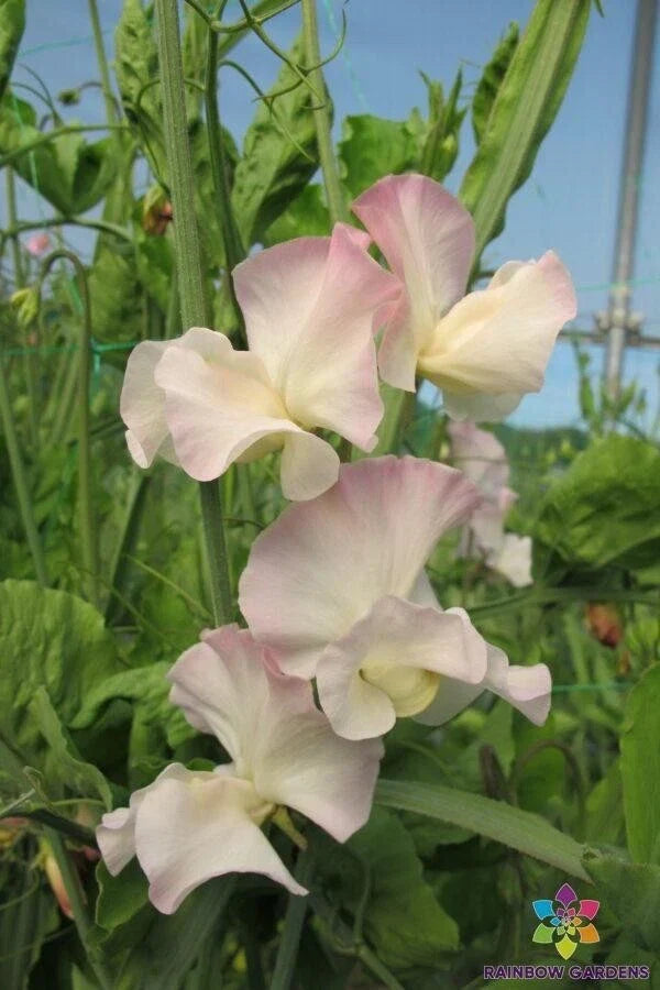 Kiera Madeline Sweet Pea Seeds - 50+ Pack, Climbing Vine, Fragrant Blooms, Lathyrus odoratus, Garden Planting, USA Grown