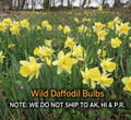 Wild Daffodil Bulbs - 25 Pack, Lent Lily, Narcissus pseudonarcissus, Spring Blooming, Naturalizing Bulbs for Zones 3-10