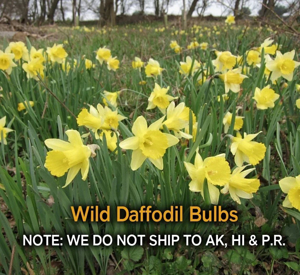 Wild Daffodil Bulbs - 25 Pack, Lent Lily, Narcissus pseudonarcissus, Spring Blooming, Naturalizing Bulbs for Zones 3-10