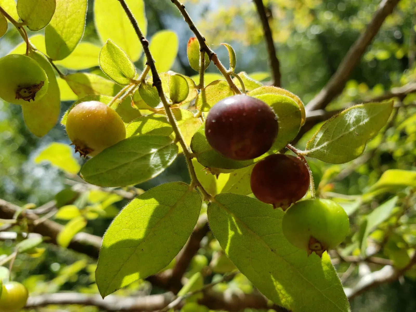 Deerberry Seeds - Organic Florida Native Vaccinium Stamineum - Edible Bush, Rare Wildflower, Wildlife Attractant, 25 Seeds