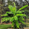 Cold Hardy Banana Tree Starter Plant - Musa basjoo - Small Rooted Live Plant for Garden or Container