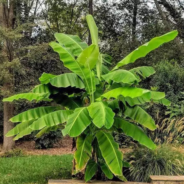 Cold Hardy Banana Tree Starter Plant - Musa basjoo - Small Rooted Live Plant for Garden or Container
