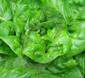 Lettuce Seeds 1000+ Butterhead Green Organic Lactuca sativa for All Year Garden, Salad, Indoor & Outdoor
