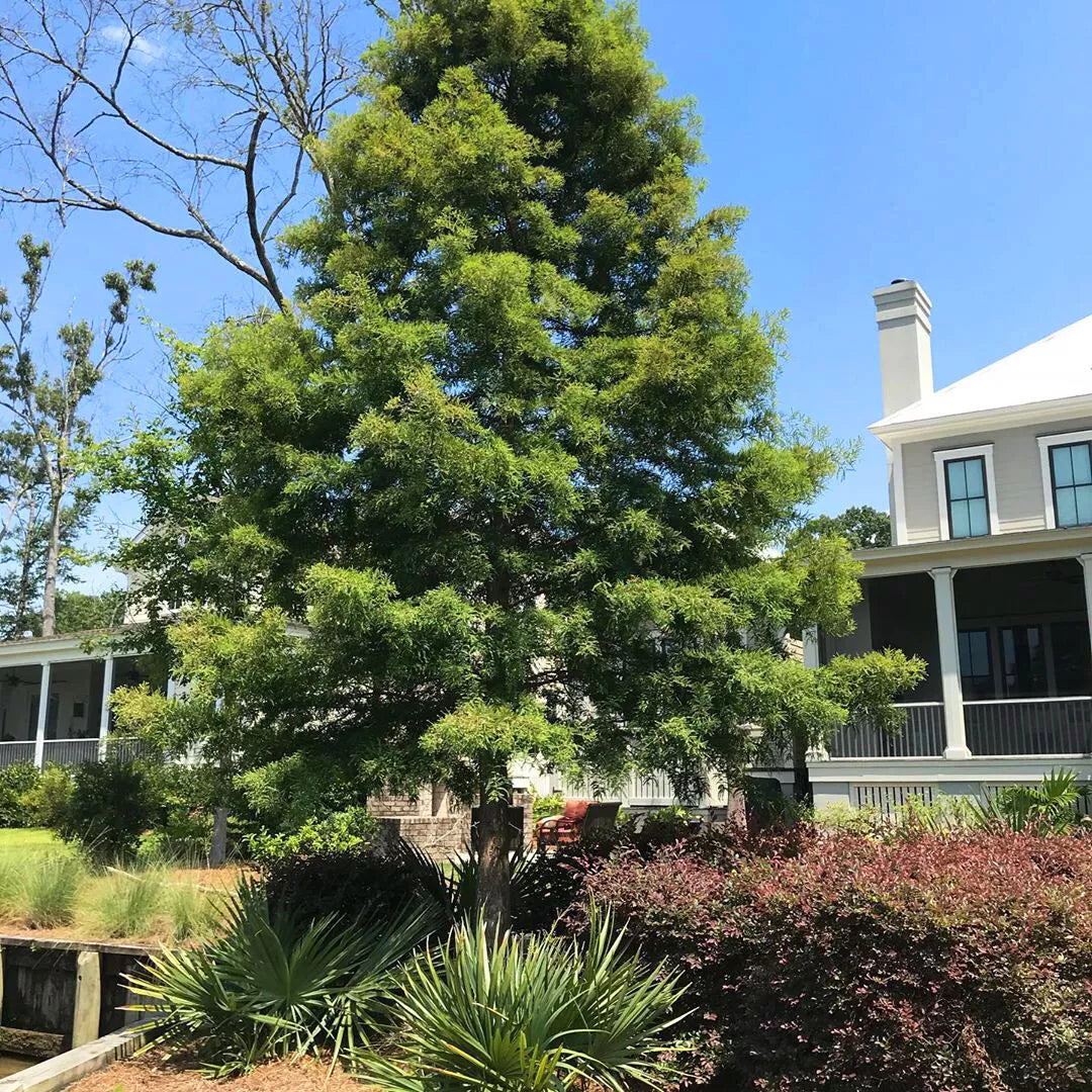 Bald Cypress Live Tree Set of 2 | Taxodium distichum | Deciduous Conifer | Bare Root 12-16 Inches